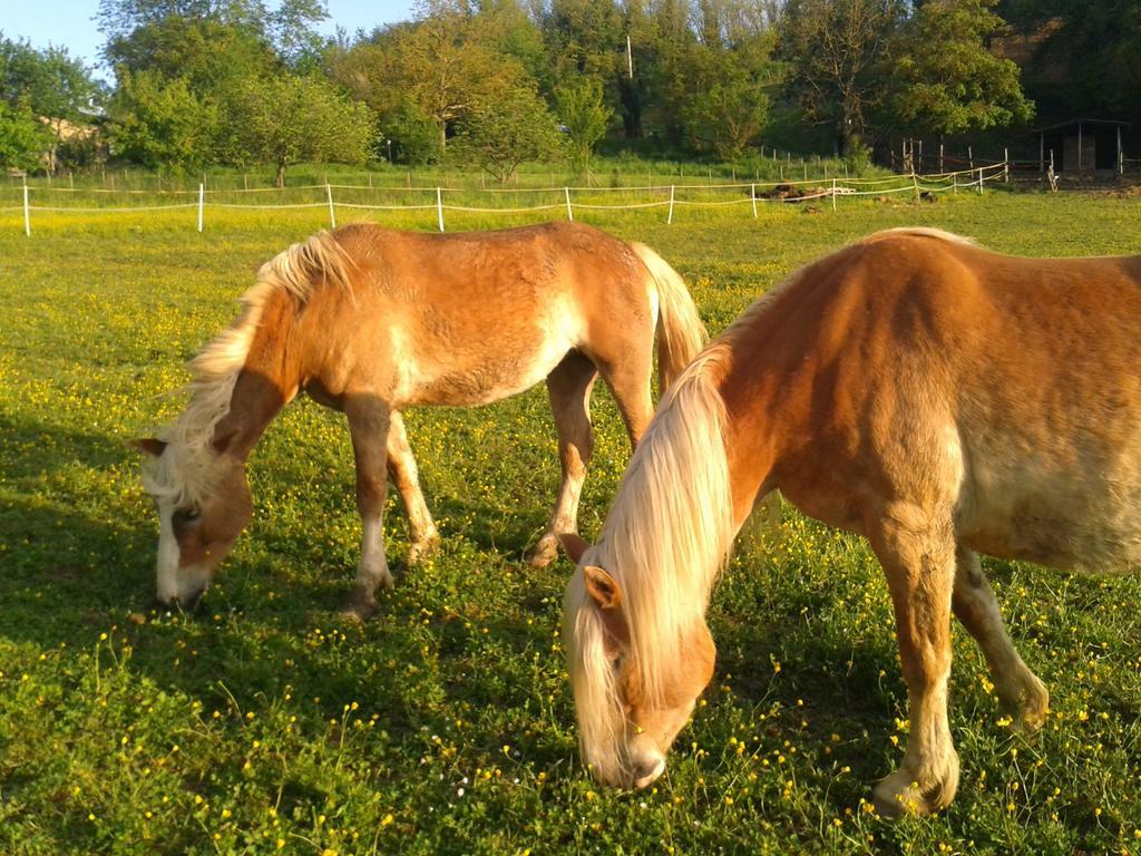 Il Mugello B&B Vicchio Eksteriør billede