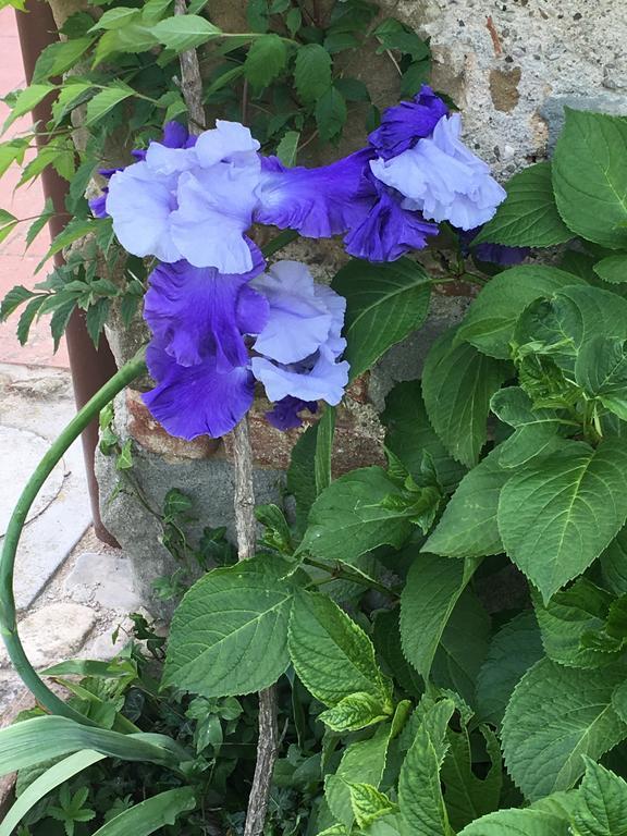 Il Mugello B&B Vicchio Eksteriør billede